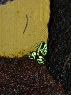 Dendrobates auratus grün 0 0 8
