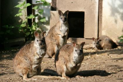 Parma Wallabys