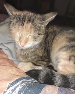 Sweety Glückskatze sucht dringend ein Zuhause aus dem Tierschutz / gechipt geimpft kastriert