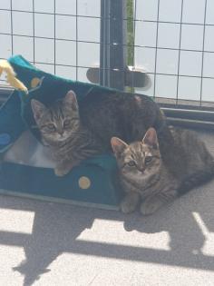 BKH Kitten suchen ein schönes Zuhause