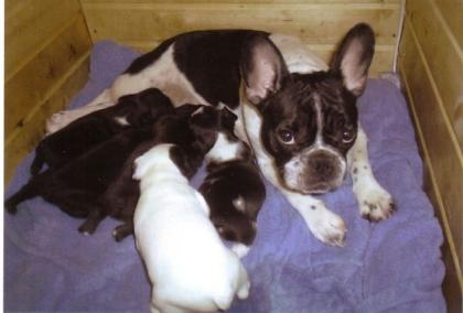 French Bulldog Französische Bulldoggen-Welpen