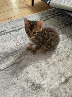 Bengalkitten suchen neues Zuhause