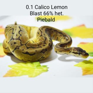0. 2 Calico Pastel Pinstripe Calico Blast 66 Het Piebald ENZ 06. 22 Königspython