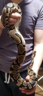 Königspython python regius