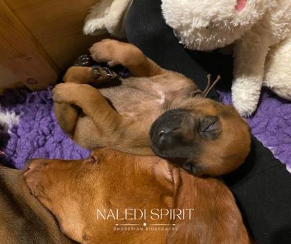 Wunderschöne red wheaten und dark red wheaten Rhodesian Ridgeback Welpen