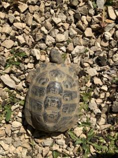 Griechische Landschildkröte / Testudo hermanni hercegovinensis / 180 Euro / Mülheim-Kärlich