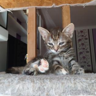 2 Katzenbabys 12 Wochen Weibchen und Junge