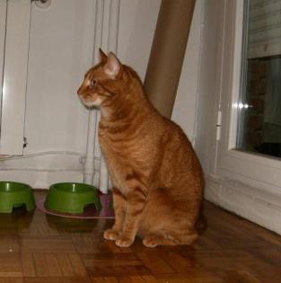 Pancho roter Kater sucht Zuhause