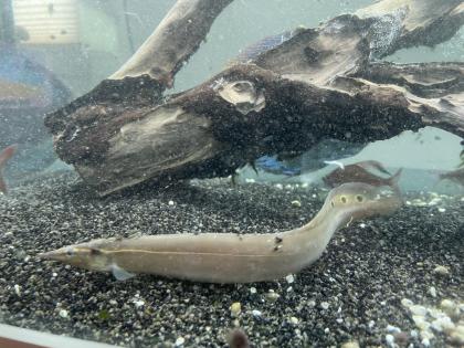 Pfauen-Stachelaal Macrognathus siamensis