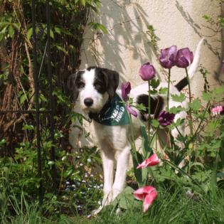 LOONEY 9 Monate alt - sucht neues Zuhause