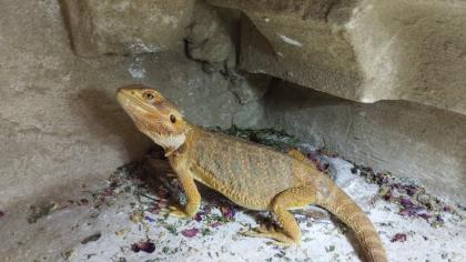 Bartagame Mädels vielleicht auch für Züchter