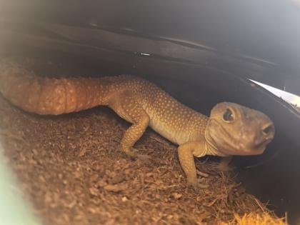 Leopardgecko Gruppe 8 Tiere mit Terrarium