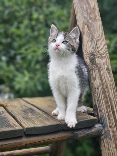 Katzenbabys Babykatzen Kätzchen Kitten Kater