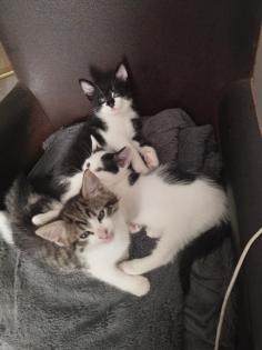 Mischlings Kätzchen