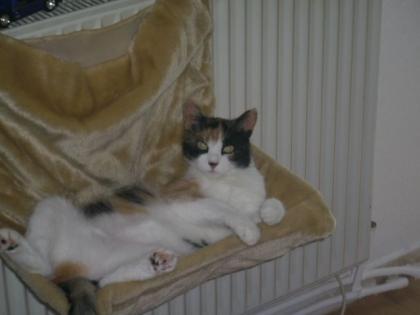 2 Jährige Katze