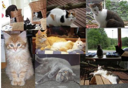 KATZENPENSION
