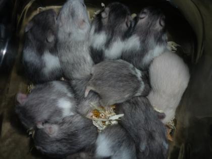 Hamsterbabies aus Hobbyhamsterzucht in München zu verkaufen