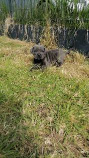 Tolle Cane Corso Welpen blueliner