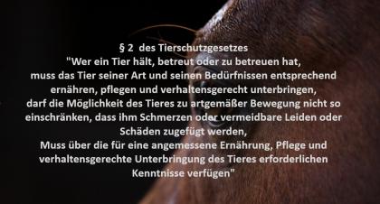 Weiterbildung Online Kurs Pferdefütterung