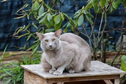 Traumhafter OLH Kater
