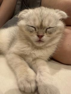 Britisch Kurzhaar Katzen