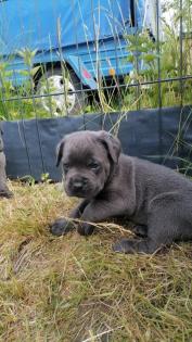 Tolle Cane Corso Welpen blueliner
