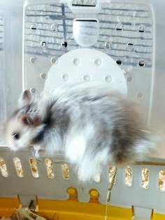 Reinrassige teddyhamsterbabys