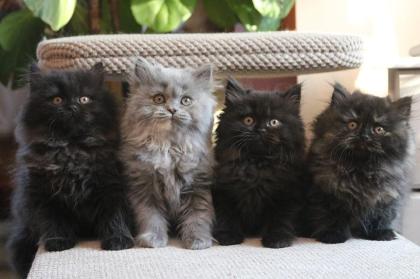 THEY ARE THE BLACK British Longhair