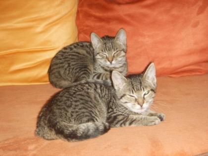 Katzenpärchen 4-5 Monate abzugeben