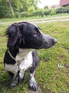Hund kostenlos
