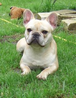 Deckrüde franz Bulldogge creme 12 5 kg