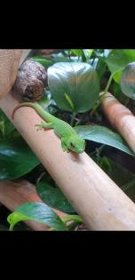 Phelsuma Grandis Madakaskar Taggecko