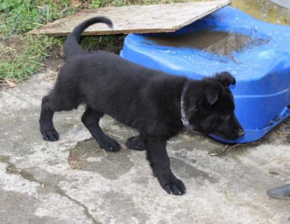 Onyx Rüde Welpe Altdeutscher Schäferhund DDR Linien