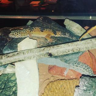 2 Leopardgecko Weibchen mit Terrarium