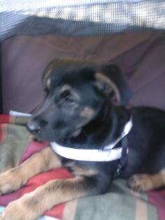 Maxi Labrador-Deutscher Schäferhund Mix 15 Wochen sucht dringend neues zuhause