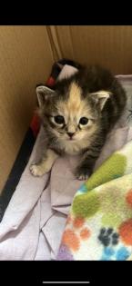 4 Maine coon mix Babys