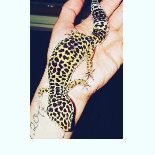 2 Leopardgecko Weibchen mit Terrarium