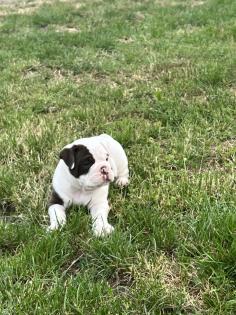 Old englisch Bulldog OEB Welpen zu verkaufen