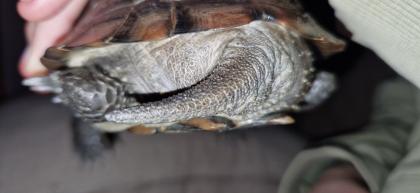 Chinesische Dreikielschildkröte