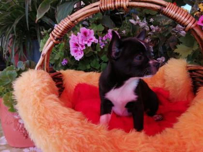 Süße Chihuahua-Welpen