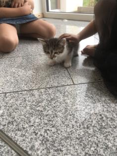 Kleiner braver Kater sucht neues Zuhause