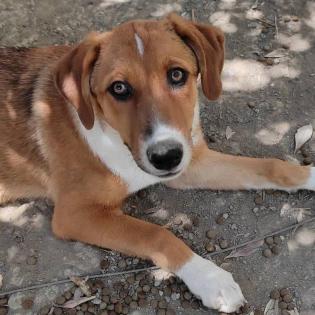 Tilly sucht ein passendes Zuhause