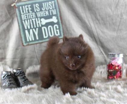 Teacup Pomeranianwelpen gescheckt 06331258619