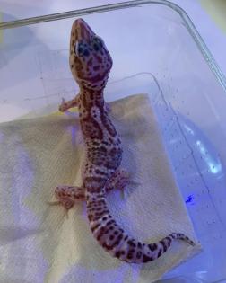 0. 1 Mack Snow Tremper Leopardgecko Weibchen Enz 22 Übergabe Houten oder Hamm möglich