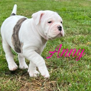 Old englisch Bulldog OEB Welpen zu verkaufen