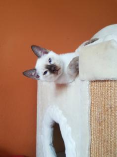 Thaikaterchen alte Art der Siam Kitten Baby