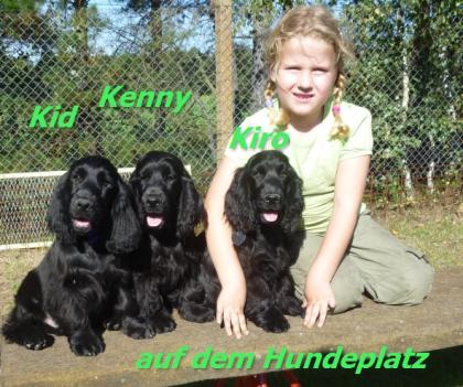 Wunderschöne Englisch Cocker Spaniel - Welpen - VDH/FCI