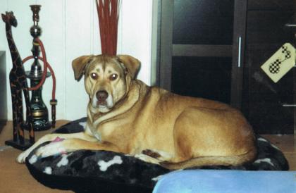 Notfall Kuno sucht dringend ein neues zu Hause