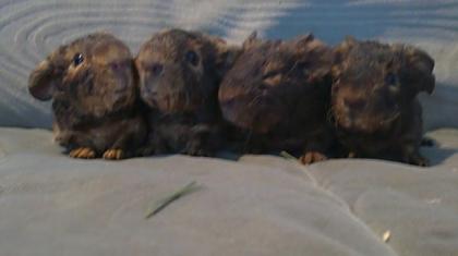 GH US-Teddy Babys