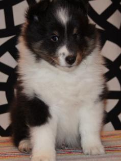Sheltie show welpen mit papieren FCI American and Canadian bloodlines